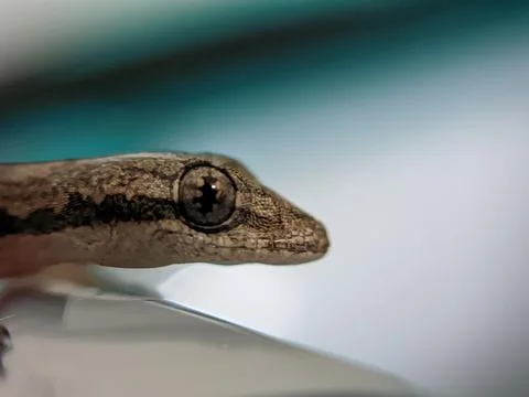 Baby lizard Foto stock