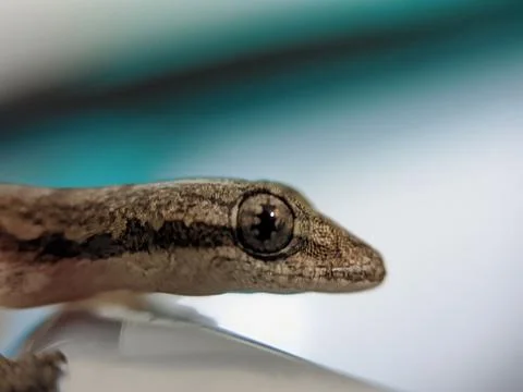 Baby lizard Stock Photos