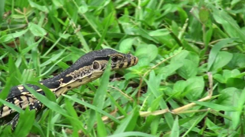 Baby lizard is walking on a grass. Stock Footage 44061724