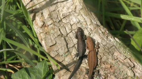 Baby lizards Video stock 860472
