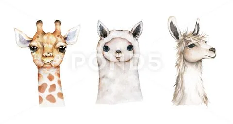 Baby llama, alpaca, giraffe. Watercolor cartoon giraffe tropical