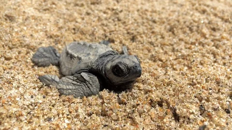 Baby Loggerhead Sea Turtle on the beach Stock Footage 103743126
