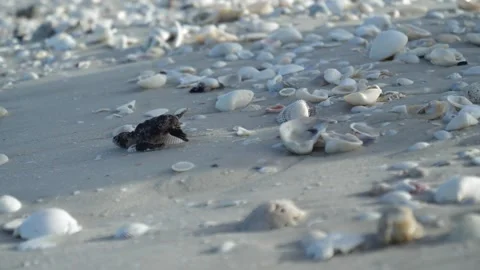 Baby loggerhead sea turtle crawling toward the ocean Stock Footage 195663641