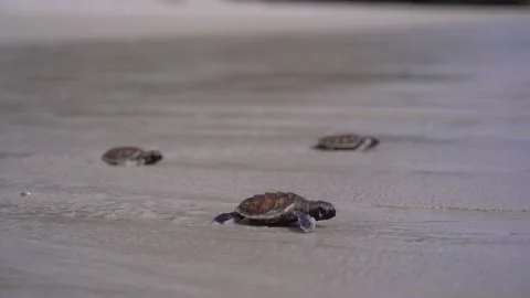 Baby Loggerhead sea turtle crawling on the beach, Belitung Island Video stock 203768522