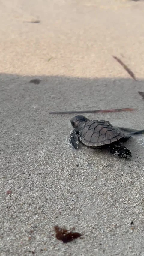 Baby Loggerhead sea turtle crawling on the beach, Karimun Jawa Stock Footage 243466270