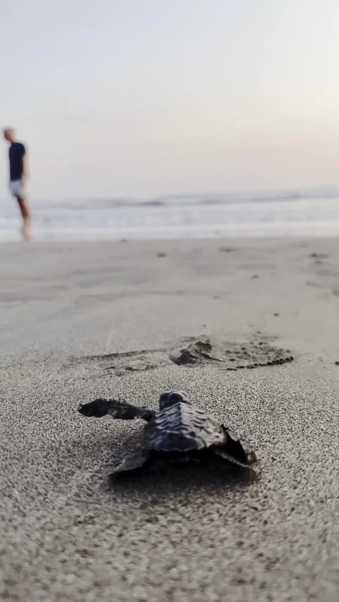 Baby Loggerhead sea turtle crawling on the beach, Belitung Island Stock Footage 269495369