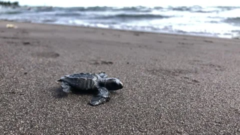 Baby loggerhead sea turtle struggled to crawl to the sea Stock Footage 295641486