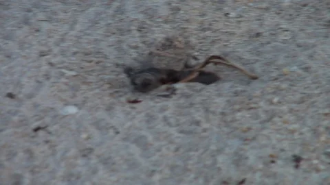 Baby loggerhead Turtle on beach Stock Footage 111222097