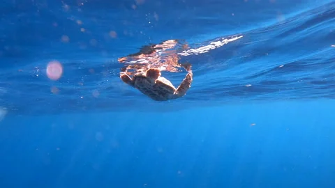 Baby Loggerhead turtle swimming just below ocean surface, slow motion Video stock 170876015