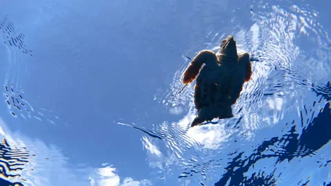 Baby Loggerhead turtle swimming in open ocean, slow motion Video stock 170876681