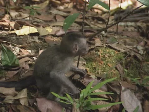 Baby long-tailed macaque (macaca fascicularis) Stock Footage 20479447