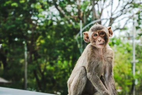 Baby Long-tailed macaque monkeys relaxing Stock Photos