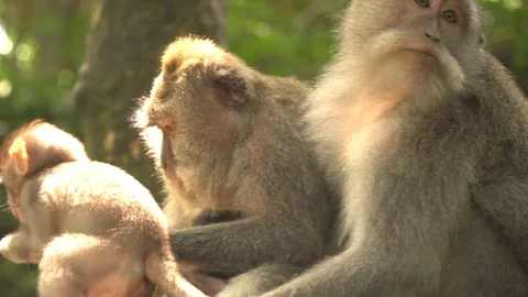 Baby Long Tailed Macaque (RAW) Stock Footage