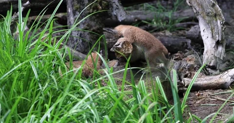 Baby lynx playing in the forest Stock Footage 135280324