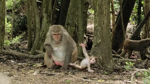 Baby macaque learns to jump Stock Footage 317591996