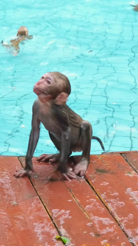Baby macaque monkey climbing out of swimming pool, shaking water Stock Footage 335812520