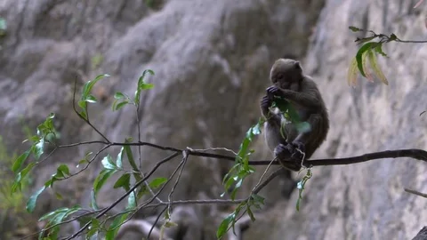 A Baby Macaque Monkey Eats Fruit While Sitting On a Branch Stock Footage 74290819