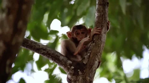 Baby macaque monkey on the tree in the Jungle, in Borneo - during river cruise Stock Footage 278361020