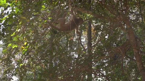 Baby macaque playing in the trees Stock Footage 61544429