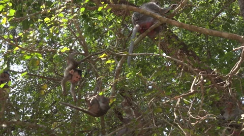 Baby macaque playing in the trees Stock Footage 61551028