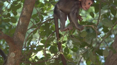 Baby macaques in the trees 스톡 동영상 61551032