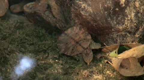 Baby Malayan Soft-shell Turtle. Stock Footage 34549466