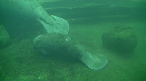 Baby manatee Stock Footage 494516