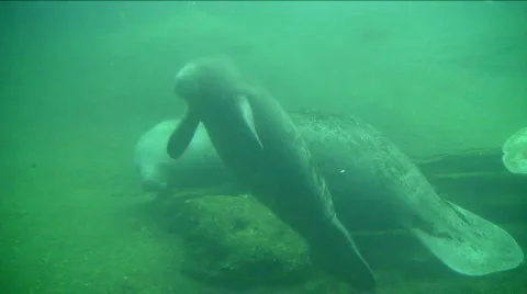 Baby manatee Stock Footage