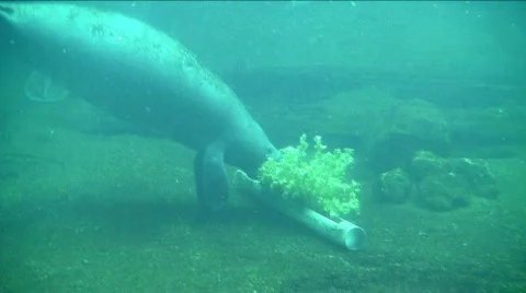 Baby manatee Stock Footage 494563