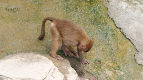 Baby mandrill Mandrillus sphinx is looking for something on the ground in the Stock-Footage 171275338