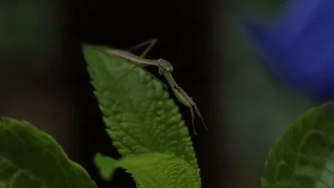 Baby Mantis on leaf Stockbeeldmateriaal 90261572