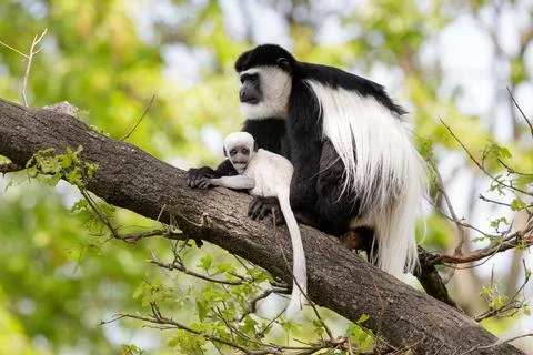 Baby mantled guereza monkey with mother in a zoo Stock Photos