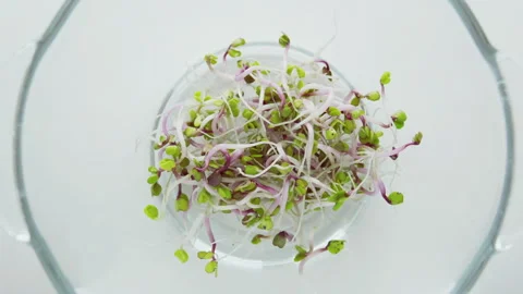 Baby micro green. Stock Footage 258579296