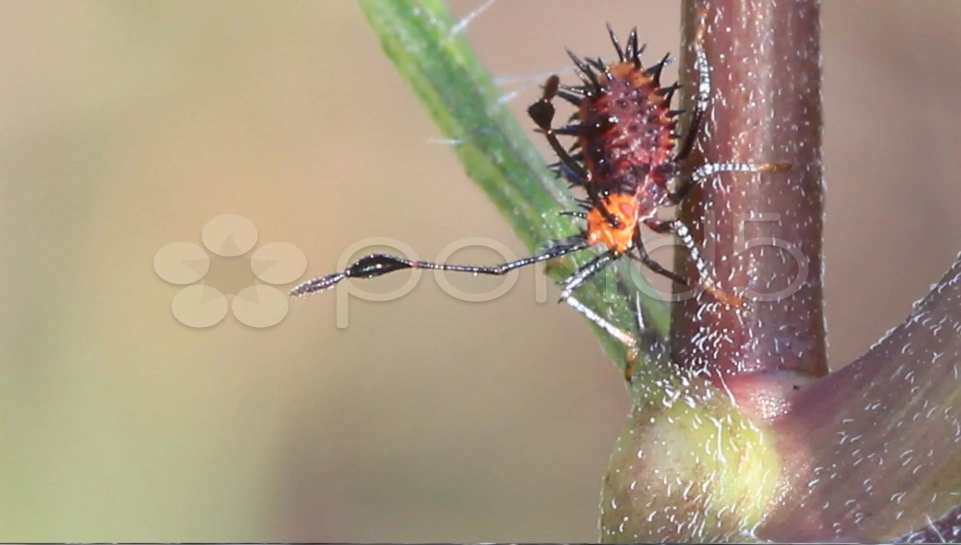 Milkweed Assassin Bug