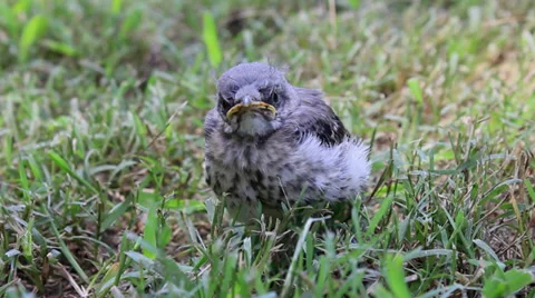 Baby Mocking Bird Stock-Footage 32245587