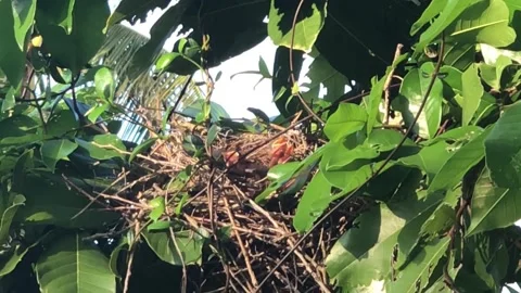 Baby Mockingbirds calling in a tree Video stock 172336508