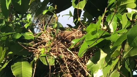 Baby Mockingbirds in a tree 스톡 동영상 172336485