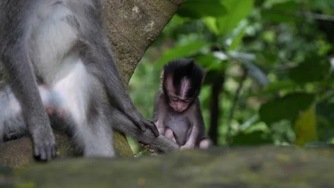 Baby monkey 65 Stock-Footage 260180894