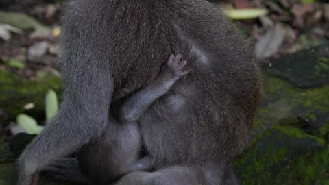 Baby monkey 69 Video stock 260180899