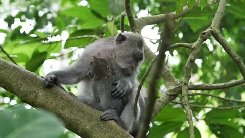 Baby monkey 72 Stock Footage 260180914