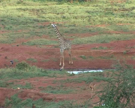 Baby Monkey and Giraffe Video stock 558903