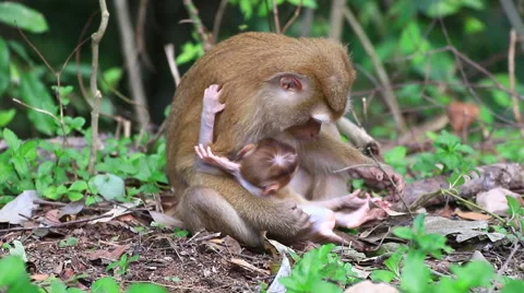 Baby monkey and mother. Stock Footage 64066853