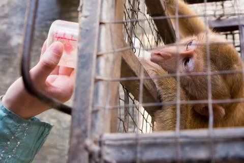 Baby monkey in a cage Stock Photos