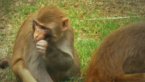 Baby Monkey Chewing Plant Stems In Zoo Park Stock Footage 344142057