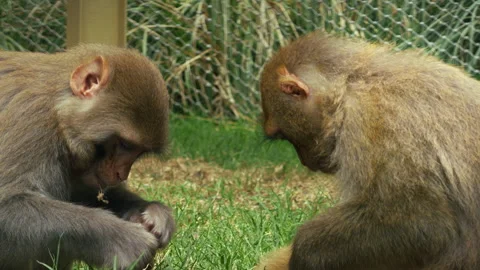 Baby Monkey Chewing Plant Stems In Zoo Park Stock Footage 344142065