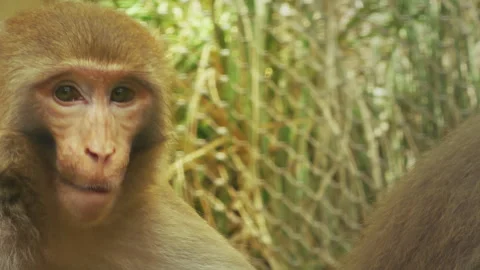 Baby Monkey Chewing Plant Stems In Zoo Park Stock Footage 344142179