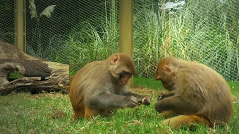 Baby Monkey Chewing Plant Stems In Zoo Park Stock Footage 344142186