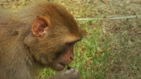 Baby Monkey Chewing Plant Stems In Zoo Park Stock Footage 344142268