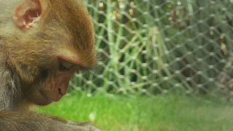 Baby Monkey Chewing Plant Stems In Zoo Park Stock Footage 344142319