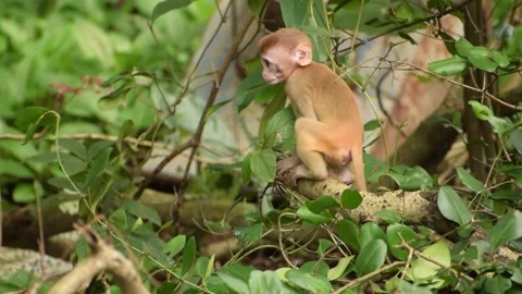 Baby monkey climbing branches Stock Footage 132108445